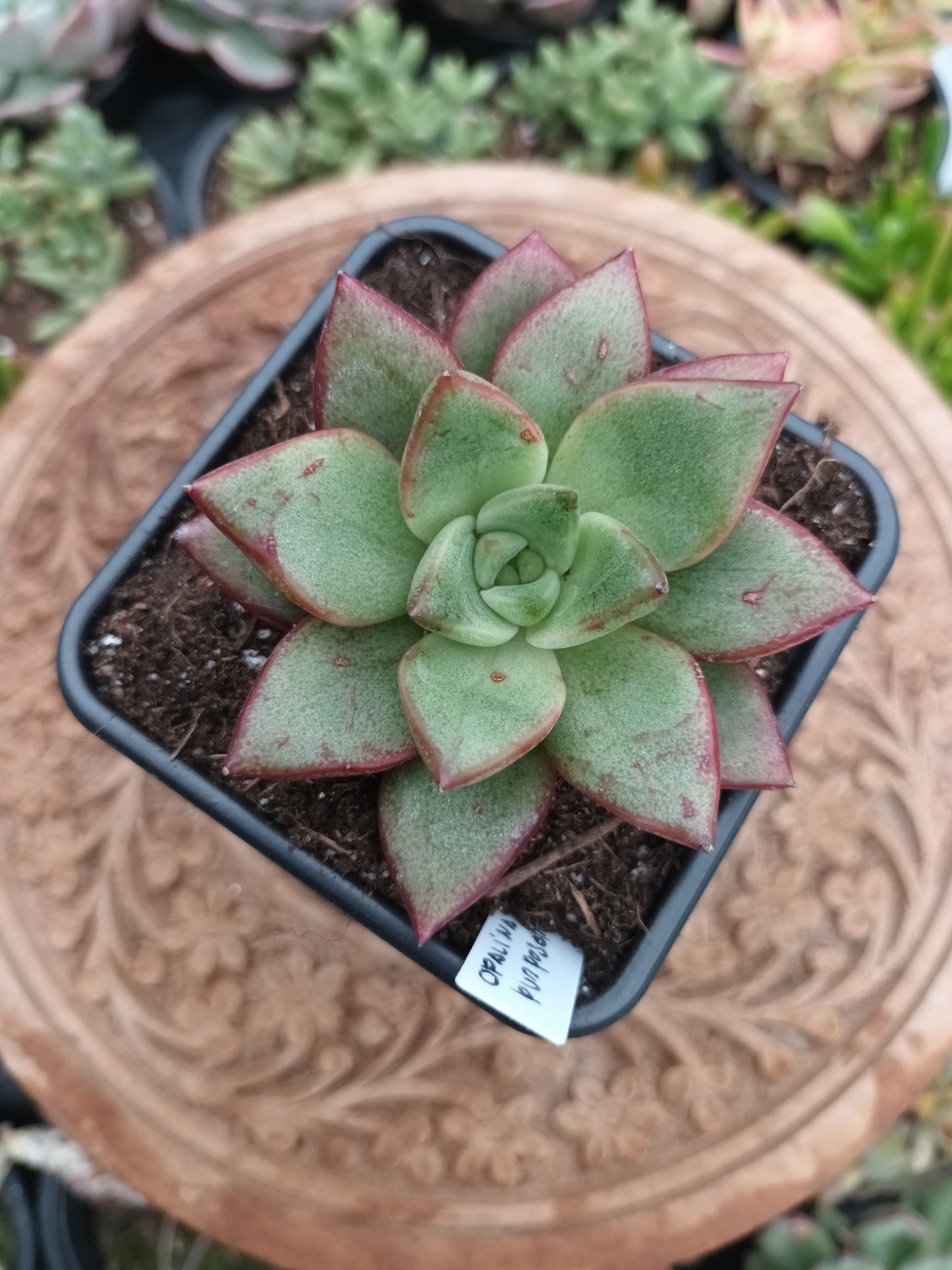Graptoveria opalina x Echeveria Purposorum