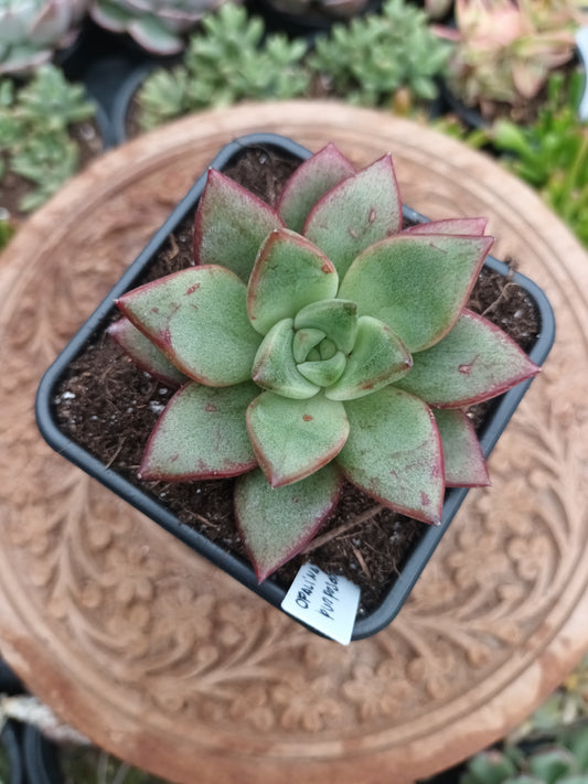 Graptoveria opalina x Echeveria Purposorum