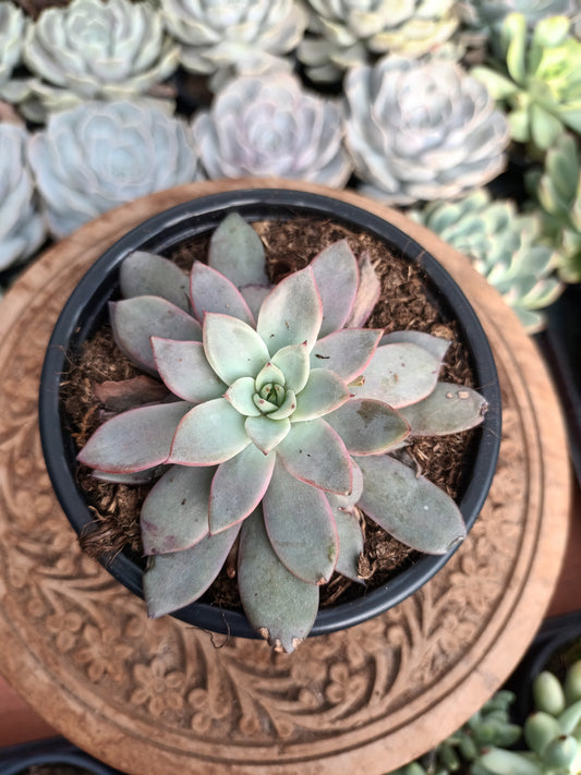 Echeveria 'Caarmanoi'
