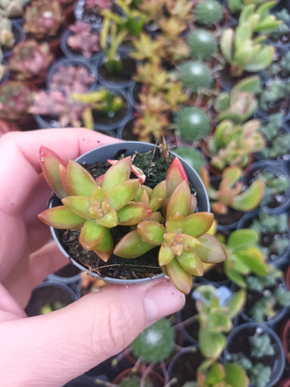 Sedum Nussbaumerianum
