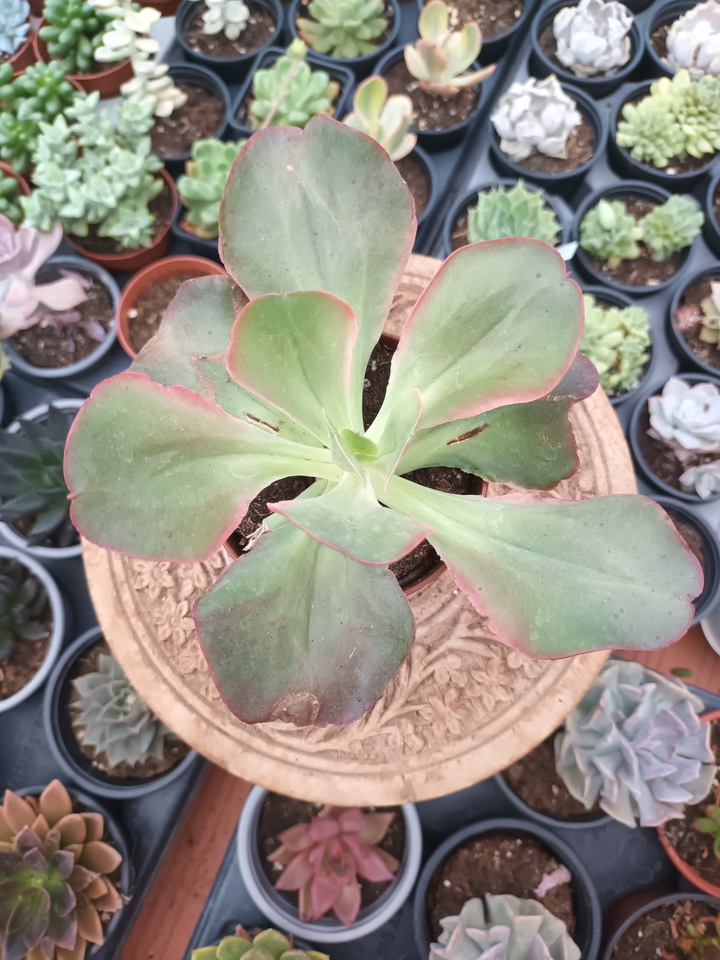 Echeveria Kissing