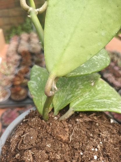 Hoya kerry Splash