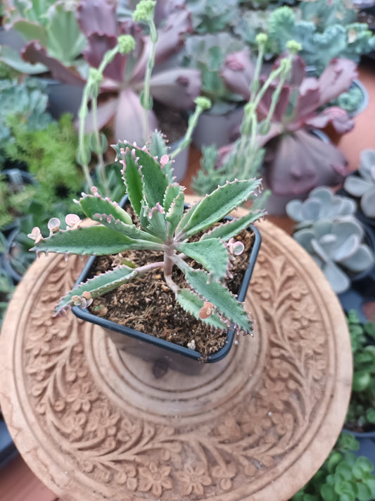 Kalanchoe pink butterfly variegata
