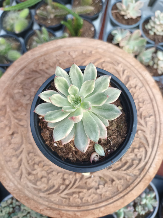 Echeveria Emerald Green Variegata