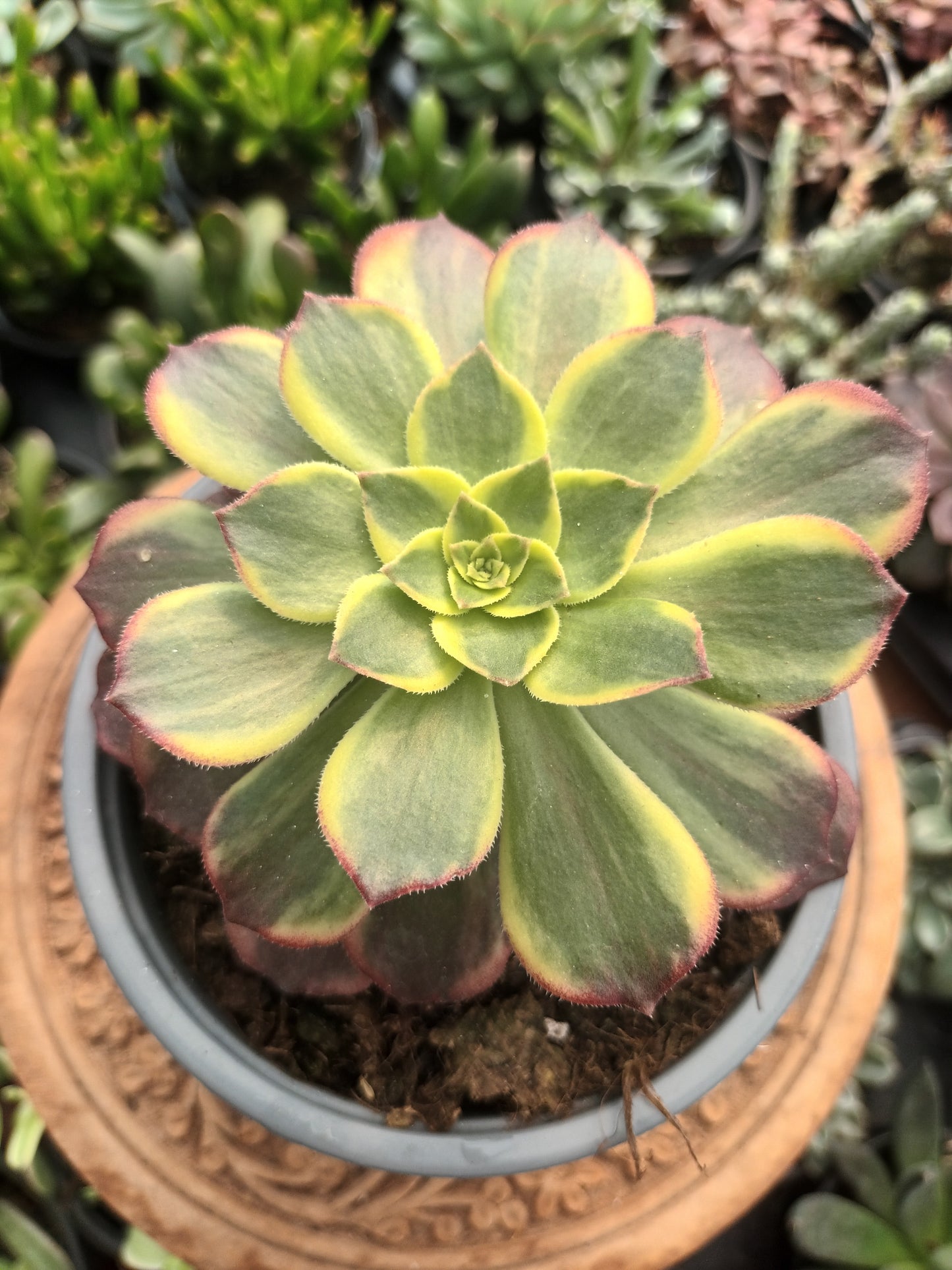 Aeonium Halloween Variegata