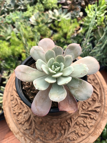 Subcorumbosa lau 026
