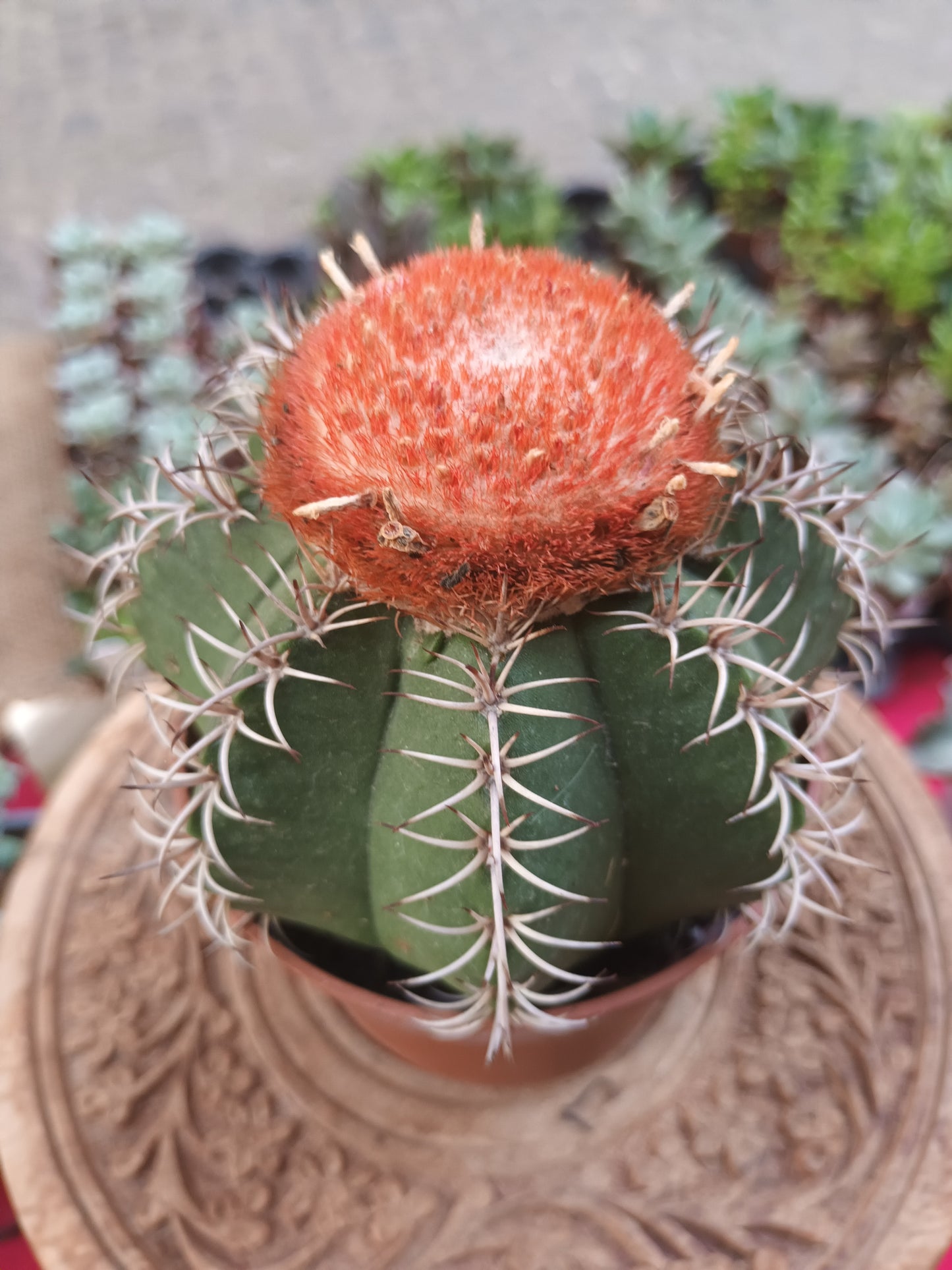 Melocactus matanzanus