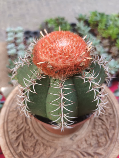 Melocactus matanzanus
