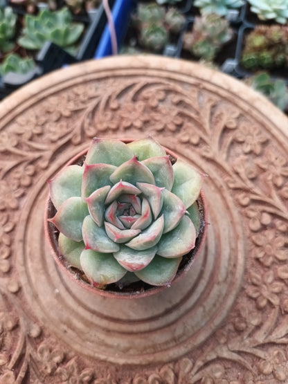 Echeveria hércules