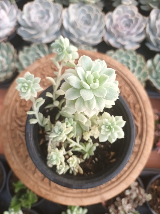 Echeveria prolífica variegata