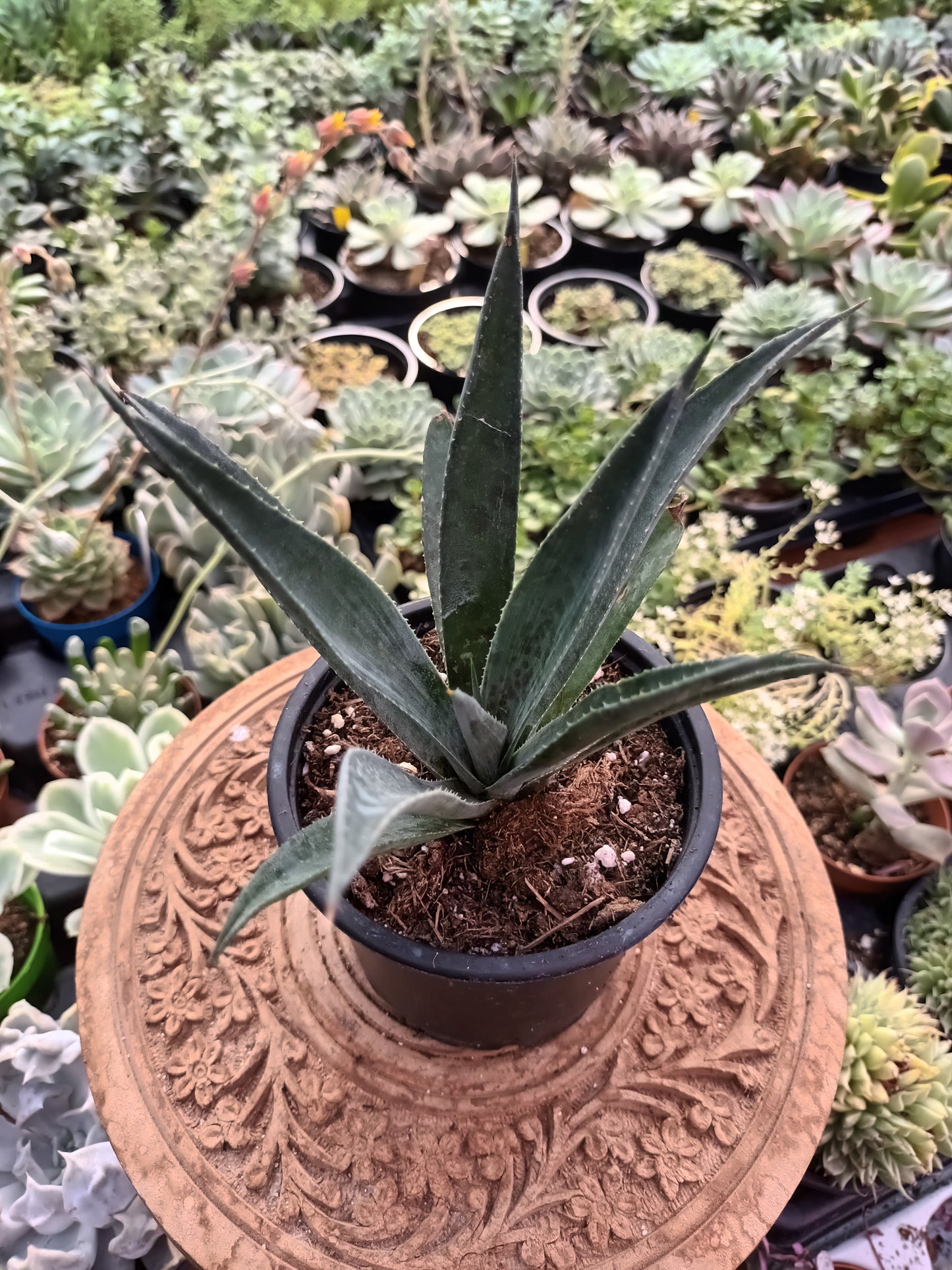 Mangave Pineaple Express