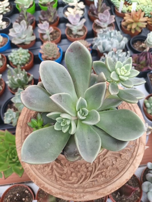 Echeveria Cremeria Ariadne