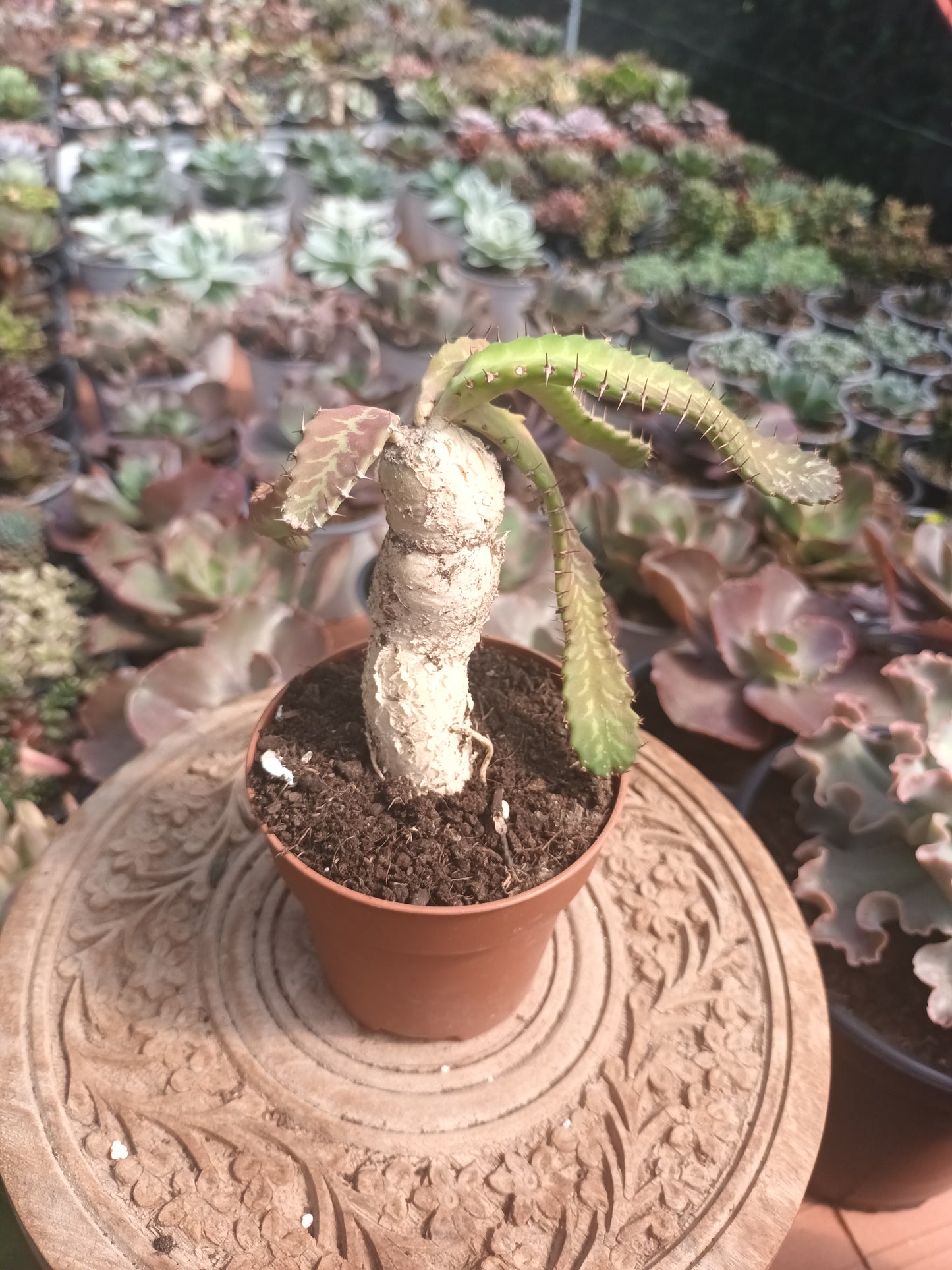Euphorbia stellata