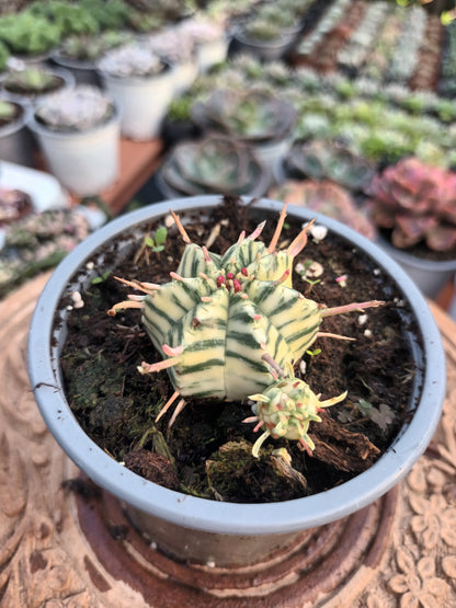 Euphorbia meloformis variegata