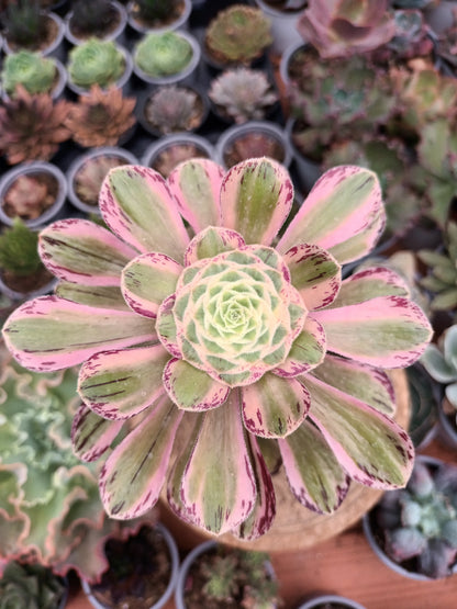 Aeonium rubrolineatum variegata