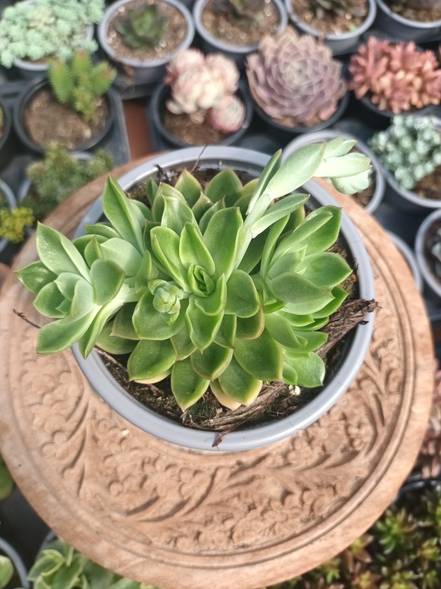 Echeveria Conde