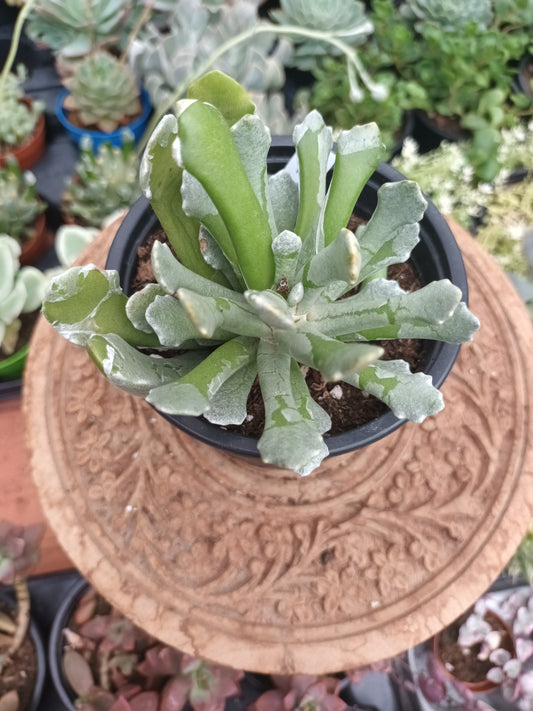 Senecio scaposus var.addoensis