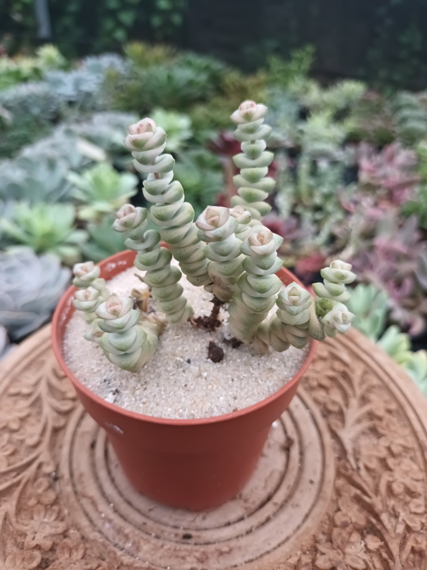 Crassula marmeriana Fantasy Variegata