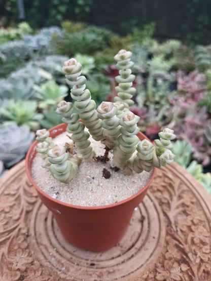 Crassula marmeriana Fantasy Variegata