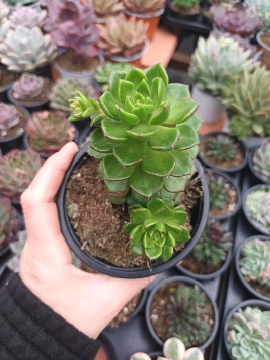 Sedeveria letizia