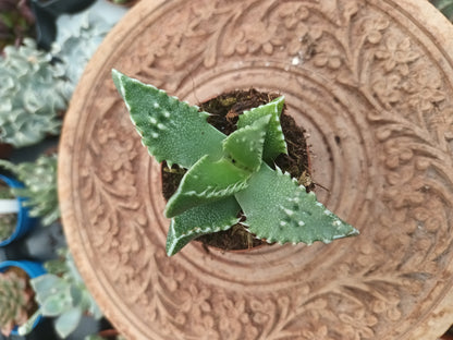 Faucaria felina
