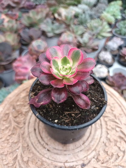 Aeonium chanel