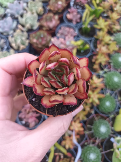 Echeveria pulidonis 'Magma Pearl'