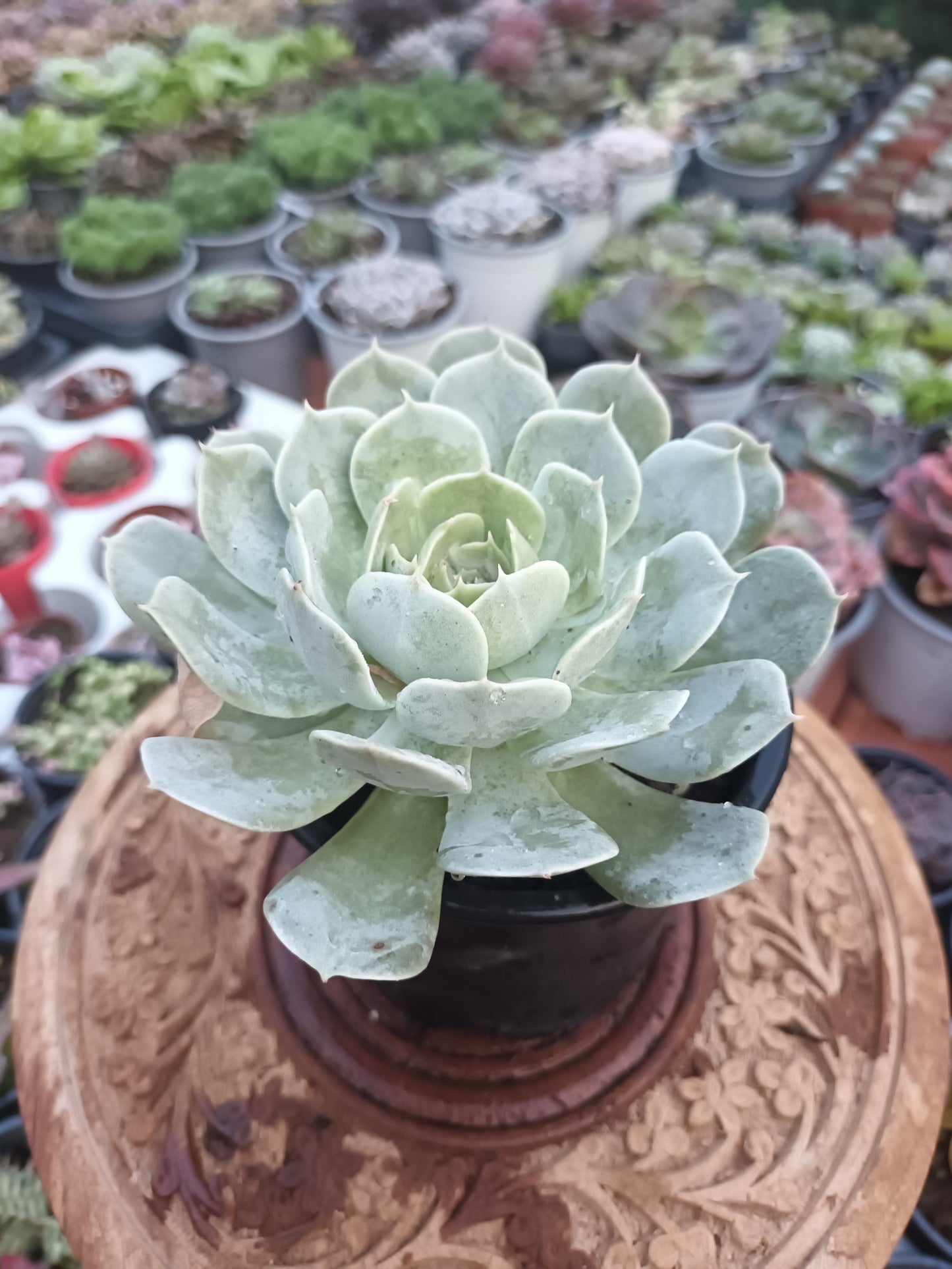 Echeveria Holy Gate