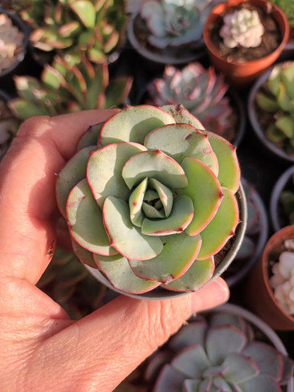 Echeveria Atlantis