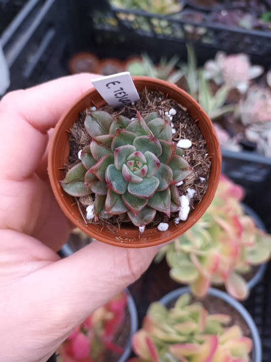 Echeveria Tesla