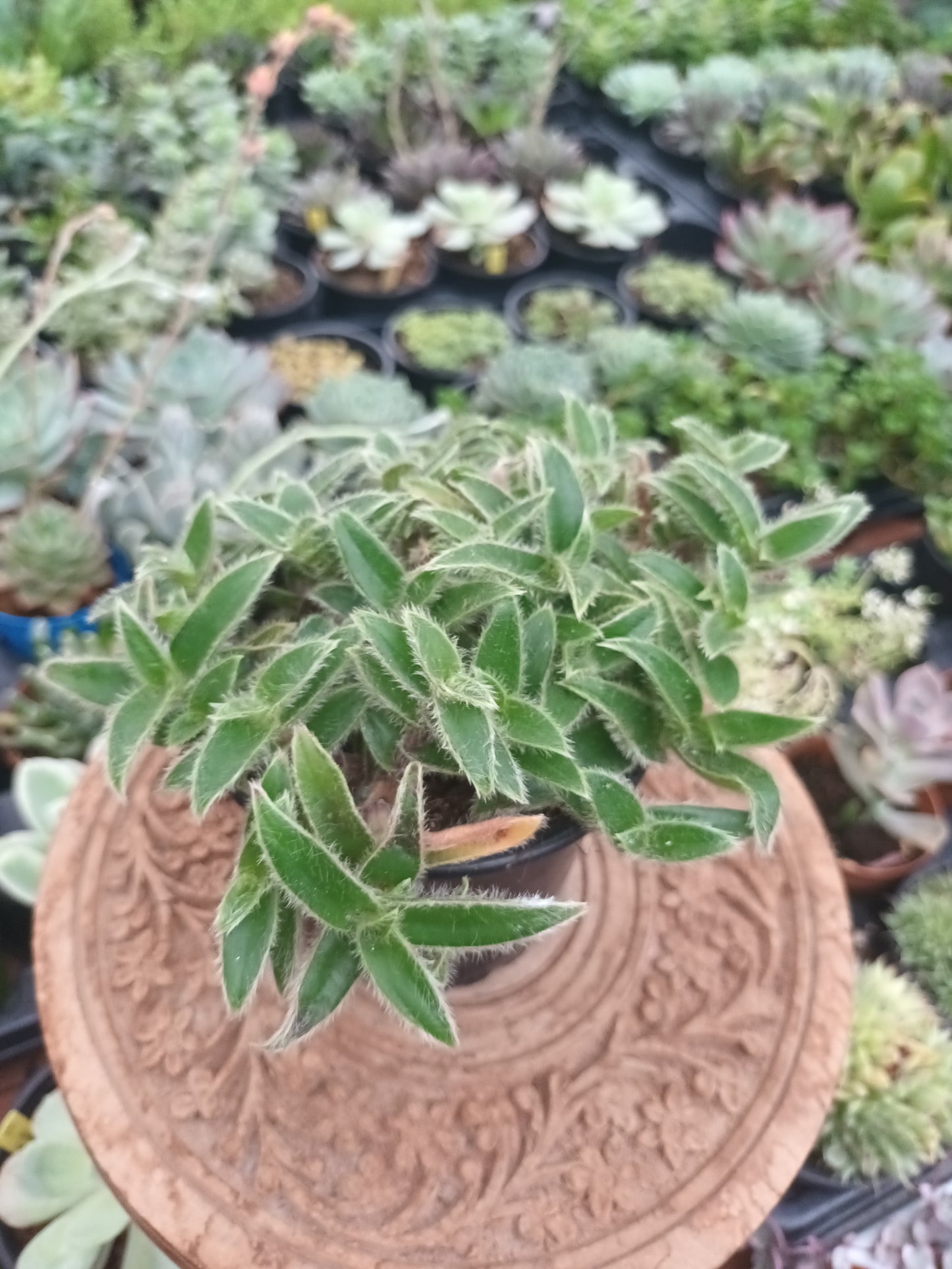 Tradescantia somaliensis
