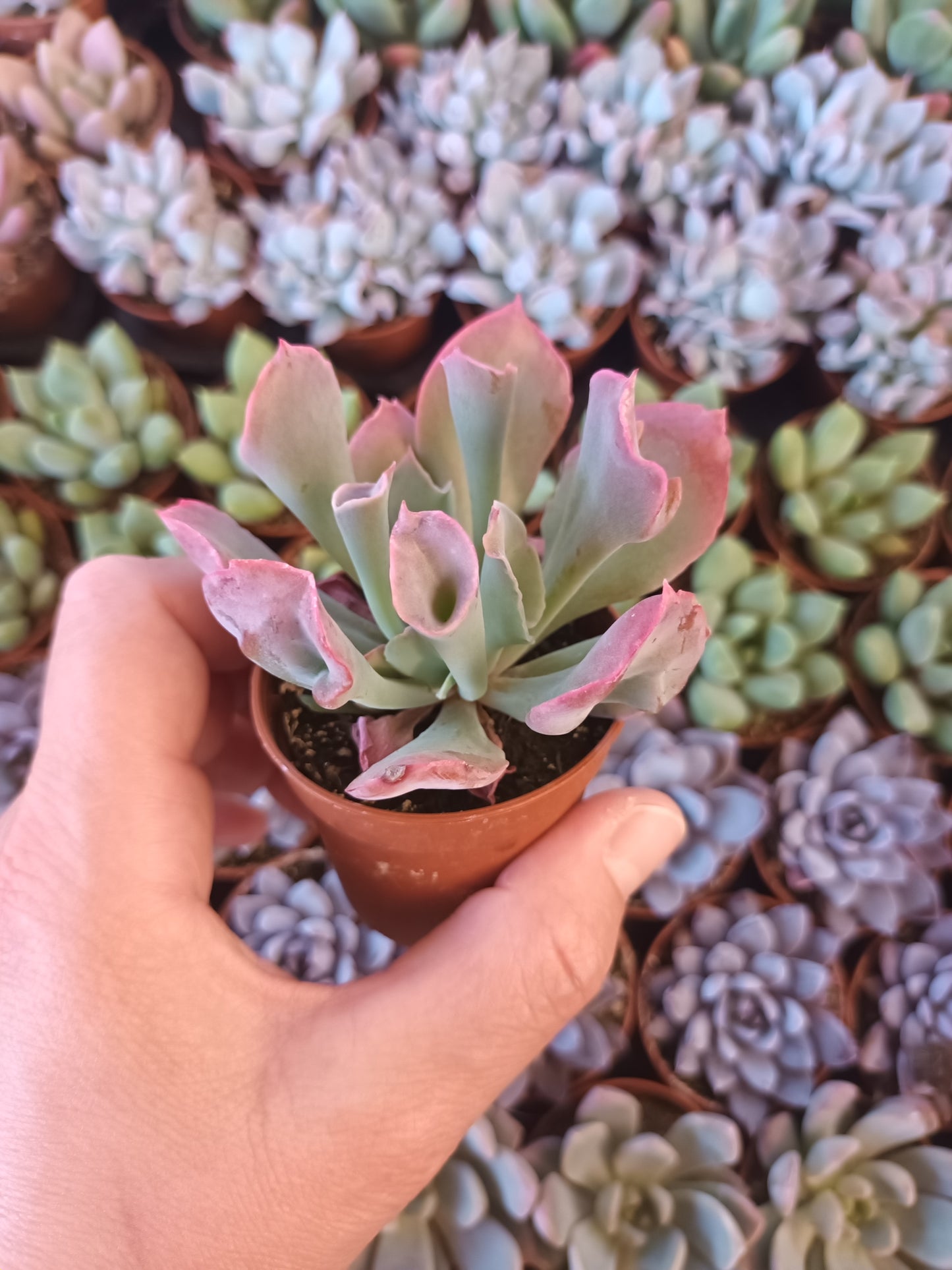 Echeveria Pink Trumpet