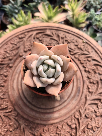 Echeveria Juliana