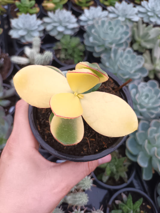 Crassula ovata blue Bird