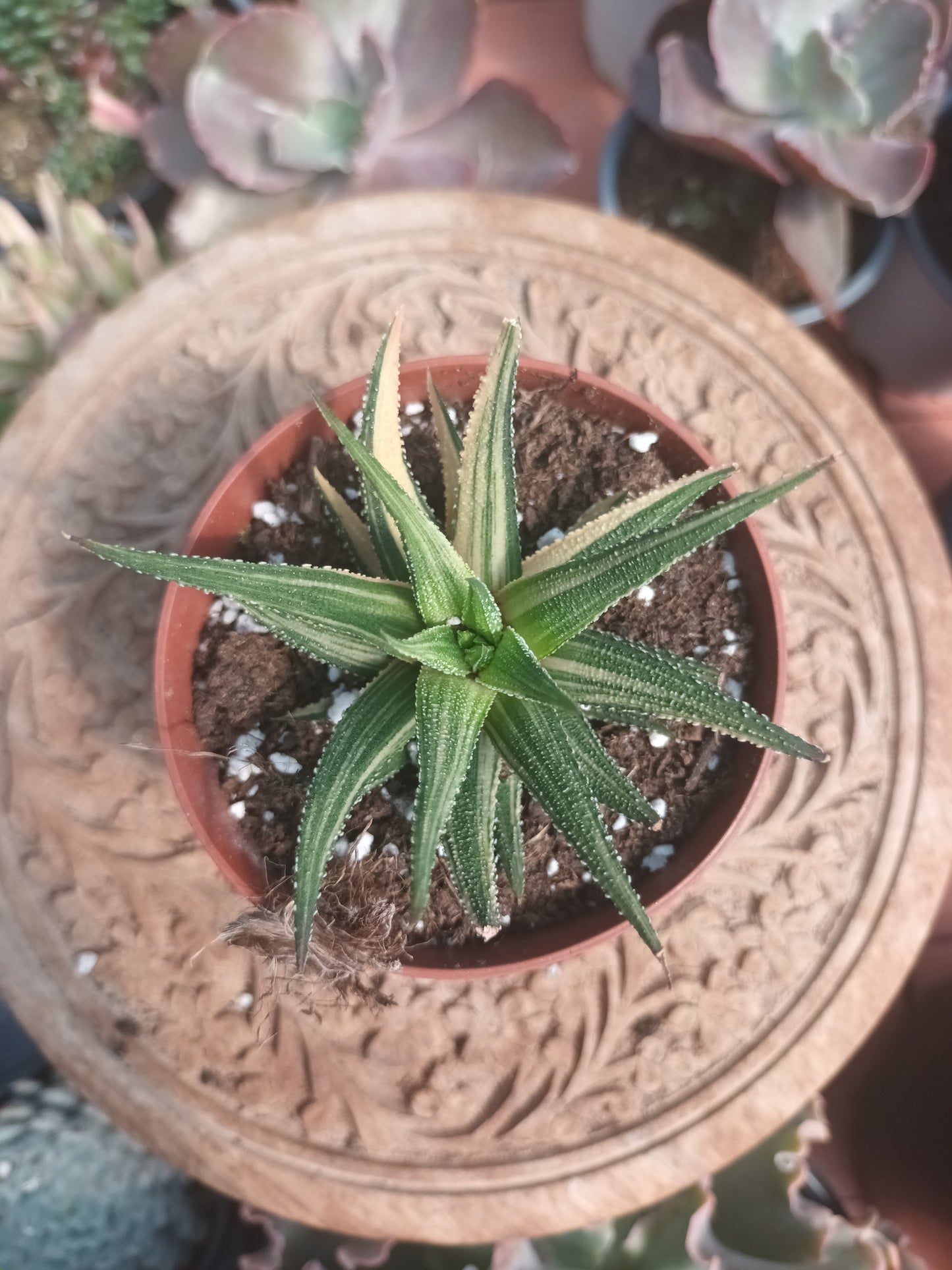 Haworthia attenuata variegata
