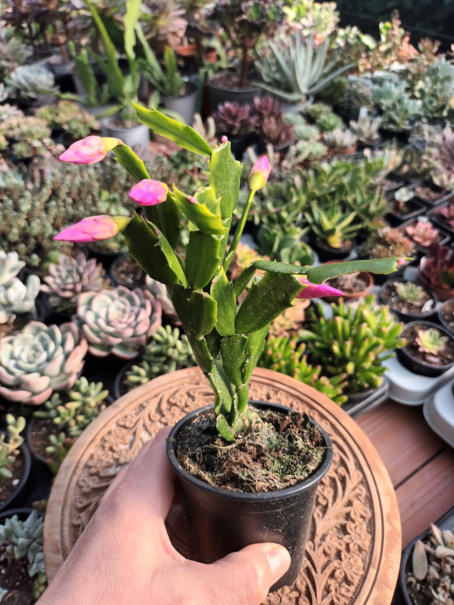Cactus de Navidad flor rosa