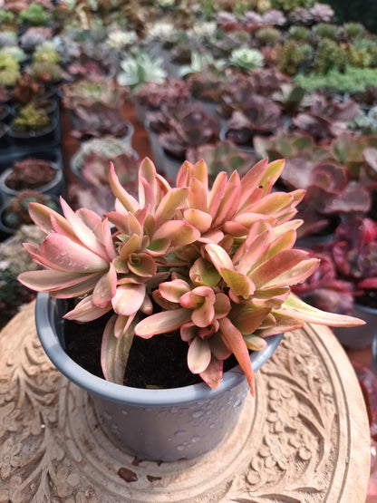 Crassula Capitella Campfire Variegata