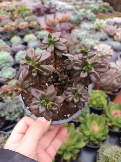 Echeveria compressicaulis
