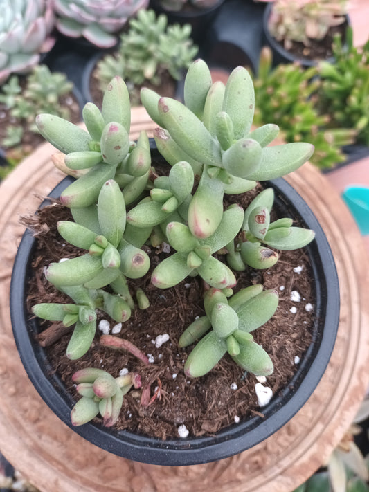 Crassula Nadicularis herrei