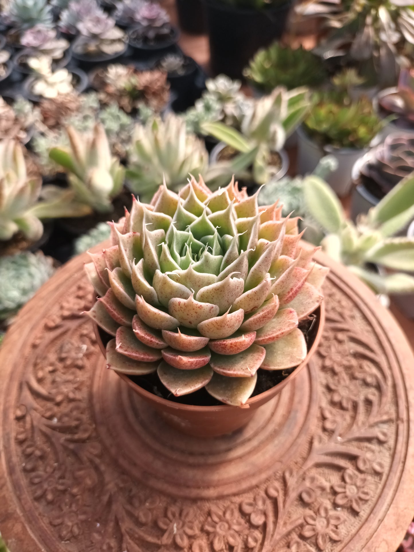 Graptoveria silverstar hybrid