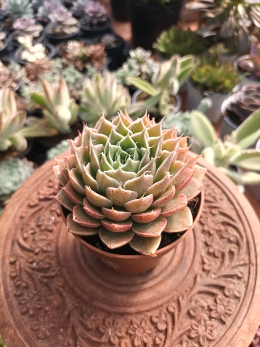 Graptoveria silverstar hybrid