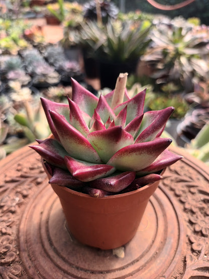 Echeveria agavoides 'Electra'