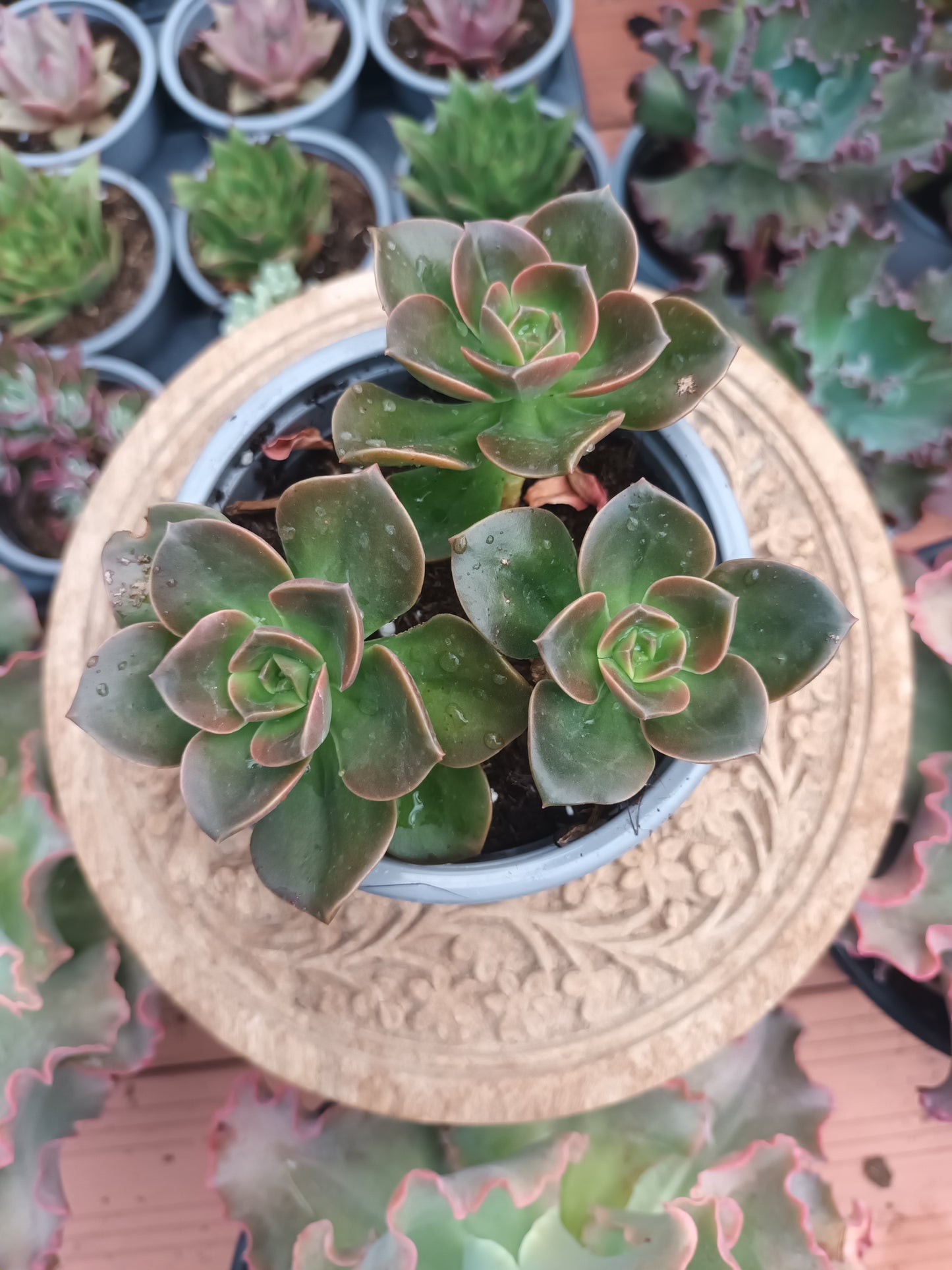 Echeveria melaco
