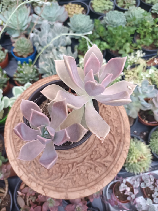 Graptopetalum paraguayense