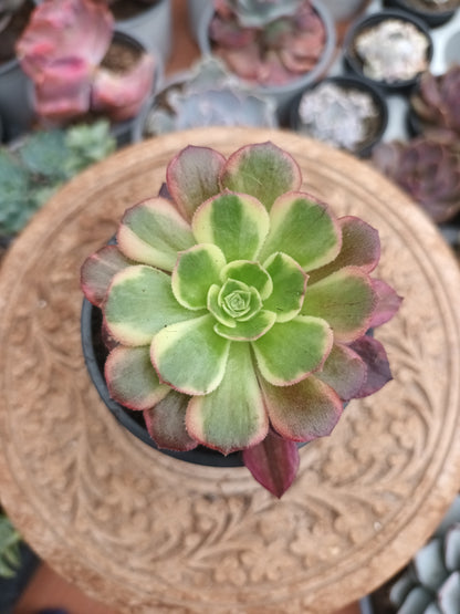 Aeonium Anna