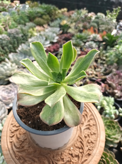 Aeonium orion