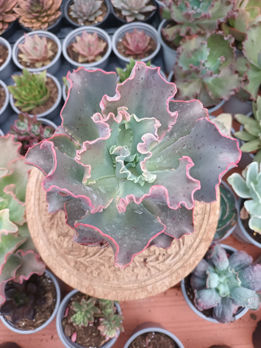 Echeveria giant blue