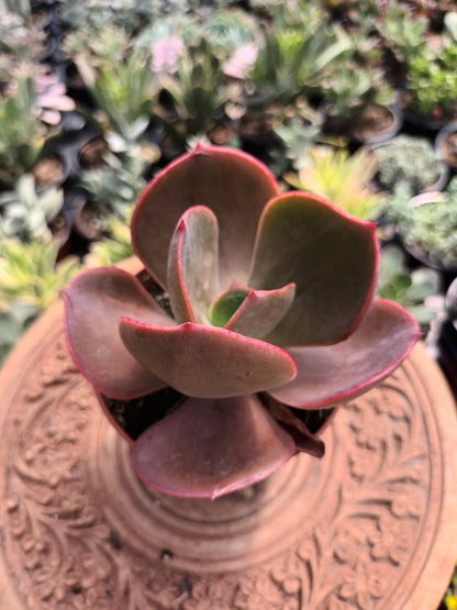 Echeveria pallida x rubin