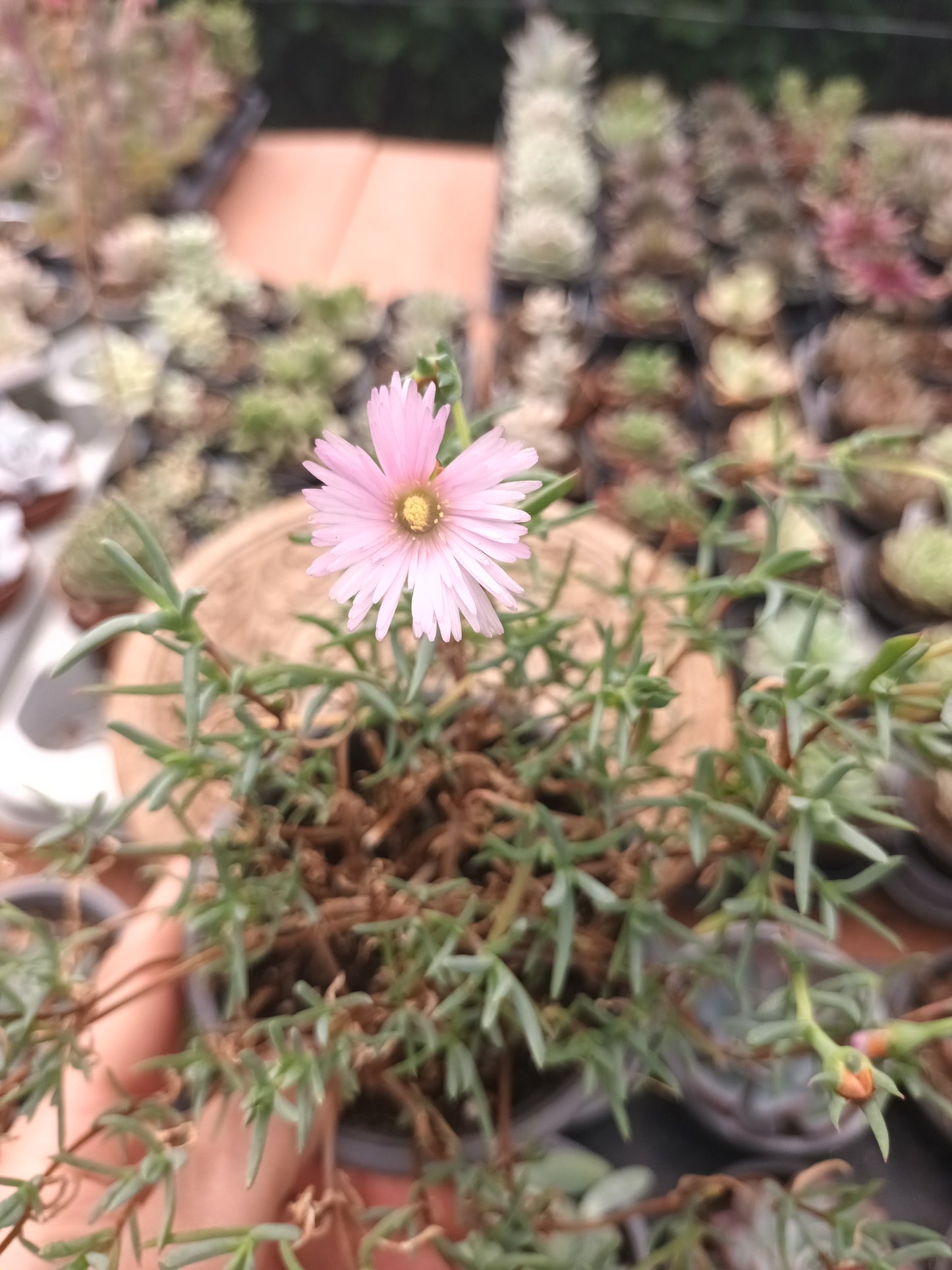 Delosperma spp / Rayito de sol