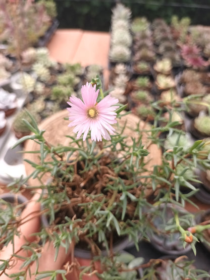 Delosperma spp / Rayito de sol
